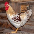 Rooster peacock with white brown feathers and red bright creat staying inside chicken yard Royalty Free Stock Photo