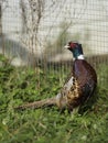 A Rooster Pheasant