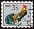 Rooster Phoenix from the series German Cocks, circa 1979