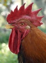 Rooster portrait Royalty Free Stock Photo