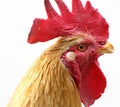 Rooster Portrait