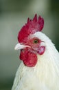 Rooster portrait Royalty Free Stock Photo