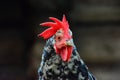 Rooster portrait, anfas, dark background Royalty Free Stock Photo