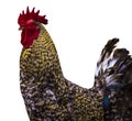 Rooster portrait. bird cock isolated on white background