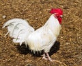 Rooster portrait Royalty Free Stock Photo