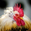 Rooster Portrait Royalty Free Stock Photo