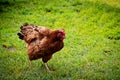 Rooster portrait with red hackles and wattles. Royalty Free Stock Photo