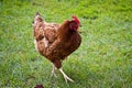 Rooster portrait with red hackles and wattles. Royalty Free Stock Photo