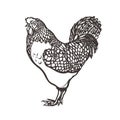 Rooster. Poultry. painted with ink. Label for chicken products. Farming. Livestock raising. Hand drawn.
