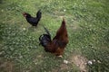 Rooster Poultry hen Royalty Free Stock Photo