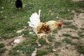Rooster Poultry hen Royalty Free Stock Photo