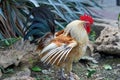 Rooster with a red comb spread its wings against background of stones and grass Royalty Free Stock Photo