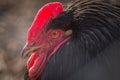 A rooster with a red crest behind a fence Royalty Free Stock Photo