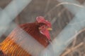 A rooster with a red crest behind a fence Royalty Free Stock Photo