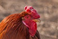 A rooster with a red crest behind a fence Royalty Free Stock Photo