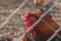 A rooster with a red crest behind a fence Royalty Free Stock Photo