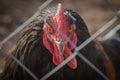 A rooster with a red crest behind a fence Royalty Free Stock Photo