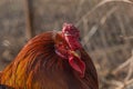 A rooster with a red crest behind a fence Royalty Free Stock Photo