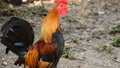 Rooster with red crest singing, cockcrow