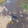 rooster roaming around in the yard