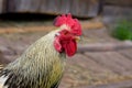 Rooster Royalty Free Stock Photo
