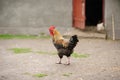 rooster Royalty Free Stock Photo