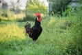 Rooster in a rural courtyard. Selective focus Royalty Free Stock Photo