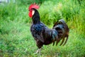 Rooster in a rural courtyard. Selective focus Royalty Free Stock Photo