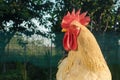 Rooster's head close up Royalty Free Stock Photo