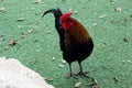 A rooster in a safari park in Ramat Gan.