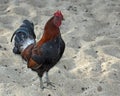 Rooster on sand