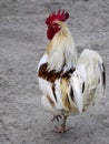 Rooster on sandy,ground