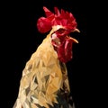 Rooster screaming treated in triangulation mode Royalty Free Stock Photo