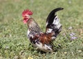 Rooster serama in garden Royalty Free Stock Photo