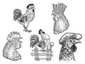 Rooster set line art sketch vector illustration