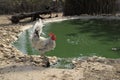 A black and white feathered rooster posing next to a green pond