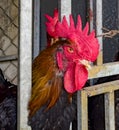 Rooster sick his heads out a cage at a street maket in Turkey