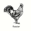 Rooster side view. Ink black and white doodle drawing in woodcut outline style.