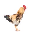 Rooster in side view. isolated on white background