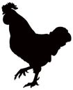 Rooster silhouette - cockerel or cock, is a male gallinaceous bird