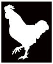 Rooster silhouette - cockerel or cock, is a male gallinaceous bird