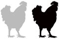 Rooster silhouette - cockerel or cock, is a male gallinaceous bird