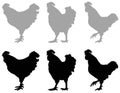 Rooster silhouette - cockerel or cock, is a male gallinaceous bird