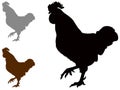 Rooster silhouette - cockerel or cock, is a male gallinaceous bird