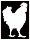 Rooster silhouette - cockerel or cock, is a male gallinaceous bird