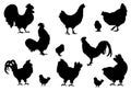 Rooster silhouettes on the white background Royalty Free Stock Photo