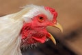 Rooster sing. Royalty Free Stock Photo