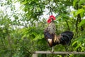 Rooster Sing Royalty Free Stock Photo