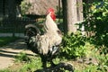 Rooster singing Royalty Free Stock Photo