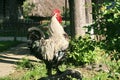 Rooster singing